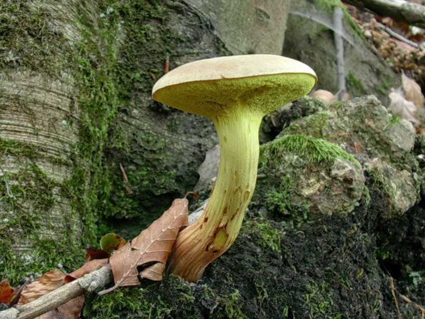 485 Novembre vecchio ritrovamento